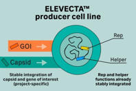 Elevecta Producer Cell Line
