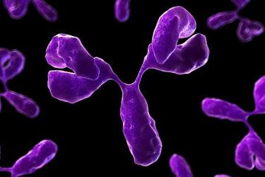 Process Intensification Solutions for mAb Bioprocessing