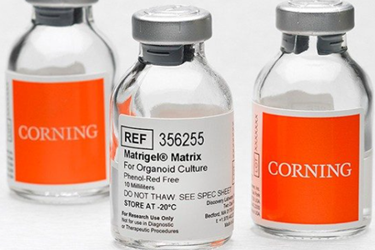 Matrigel Matrix