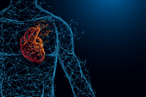 human-heart-cardiac