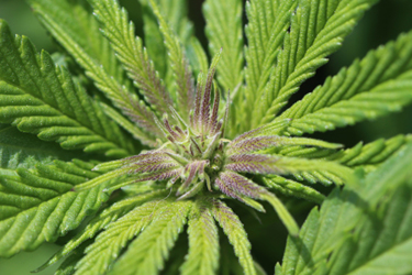 GettyImages-523697078 cannibus