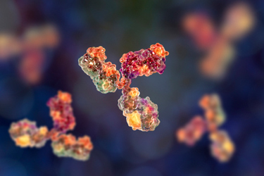 GettyImages-1133973085-antibody-molecule-immunoglobulin