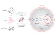Mirus Bio - Transfection