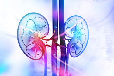 GettyImages-501671532_renal