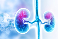 Kidneys