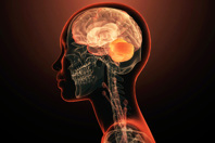 Human Brain cerebellum-GettyImages-2150929983