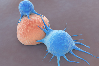 T-cells attacking cancer cells-GettyImages-1318949177