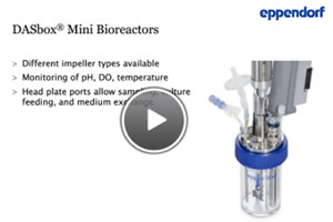 Culture Of 3D Cell Aggregates In Perfusion