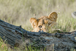 Lion-Cub-Hiding-iStock-955100954
