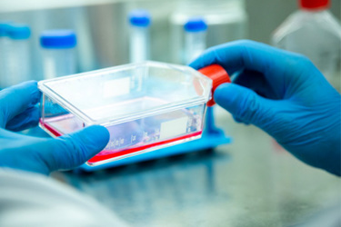 GettyImages-1491013278-cell-culture-lab