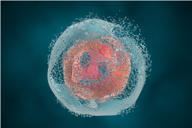 GettyImages-623942396 cell lysis
