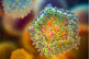 GettyImages-1437855768-lipid-nanoparticle-lnp-mrna vaccine