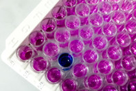 GettyImages-1337678825-assay-well-plate-cell-culture