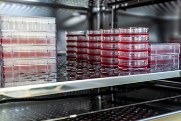Cell Culture dishes in an incubator GettyImages-1212712327