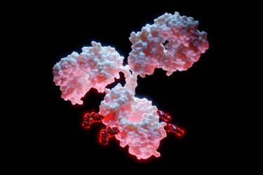 Antibody-Drug-Conjugate-ADC- GettyImages-1371311995