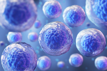 Embryonic stem cell GettyImages-1154785553