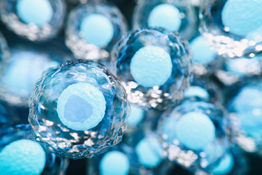 Stem Cell 3D GettyImages-1279507600