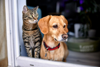 GettyImages-1364253107-dog-cat-animal