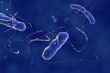 E. Coli 450x300