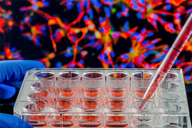 iStock-610042728-cell-culture