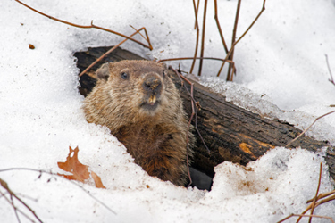 Groundhog-GettyImages-545464404