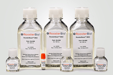 Cell Culture Media & Supplements