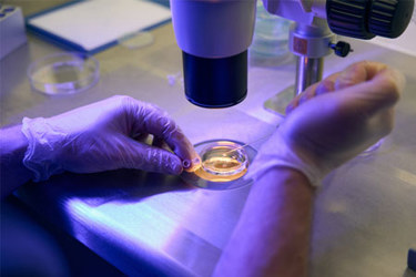 GettyImages-1494029107-microscope-research-vial-cell-culture