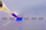 Loading DNA agaraose gel-GettyImages-89900052
