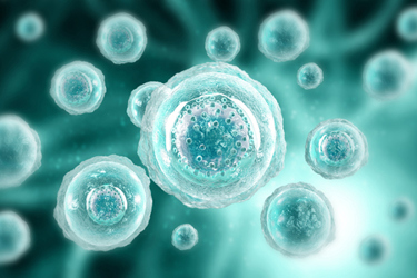 Human Cell-GettyImages-1533148452